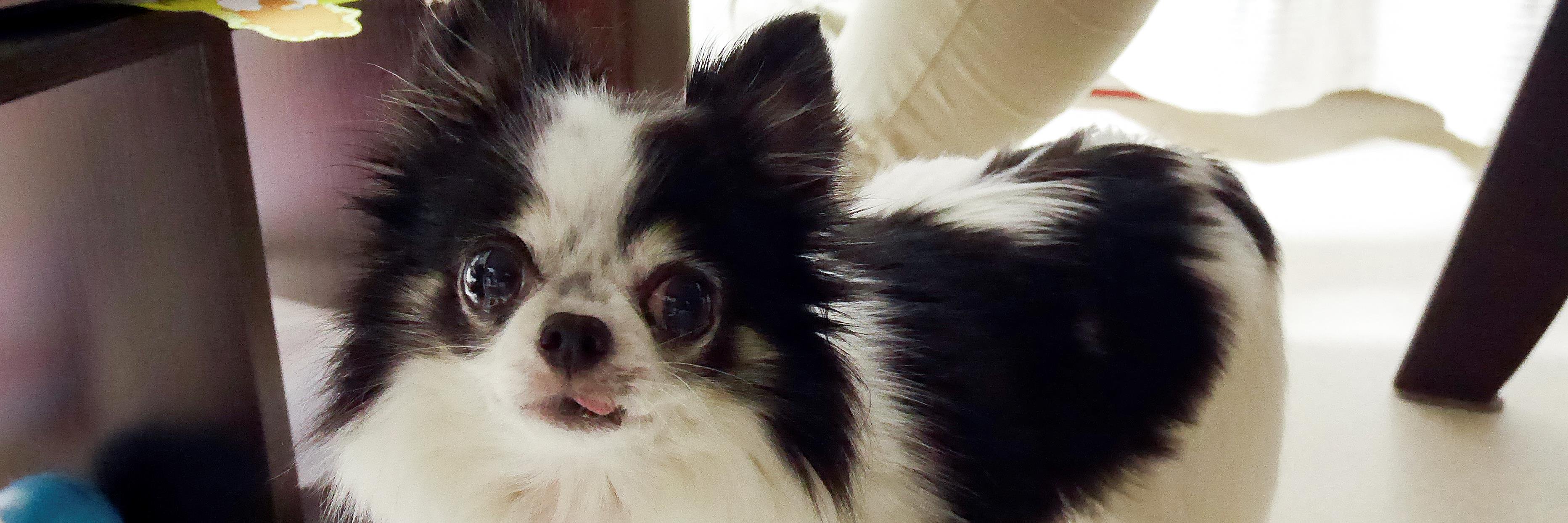 PUPPY_JP's profile banner image