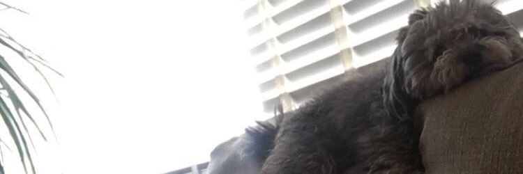 klopdahl's profile banner image