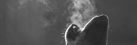 likoglu_'s profile banner image