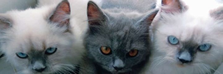 alyaaindina's profile banner image