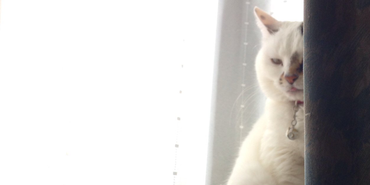 junnosuke_h's profile banner image