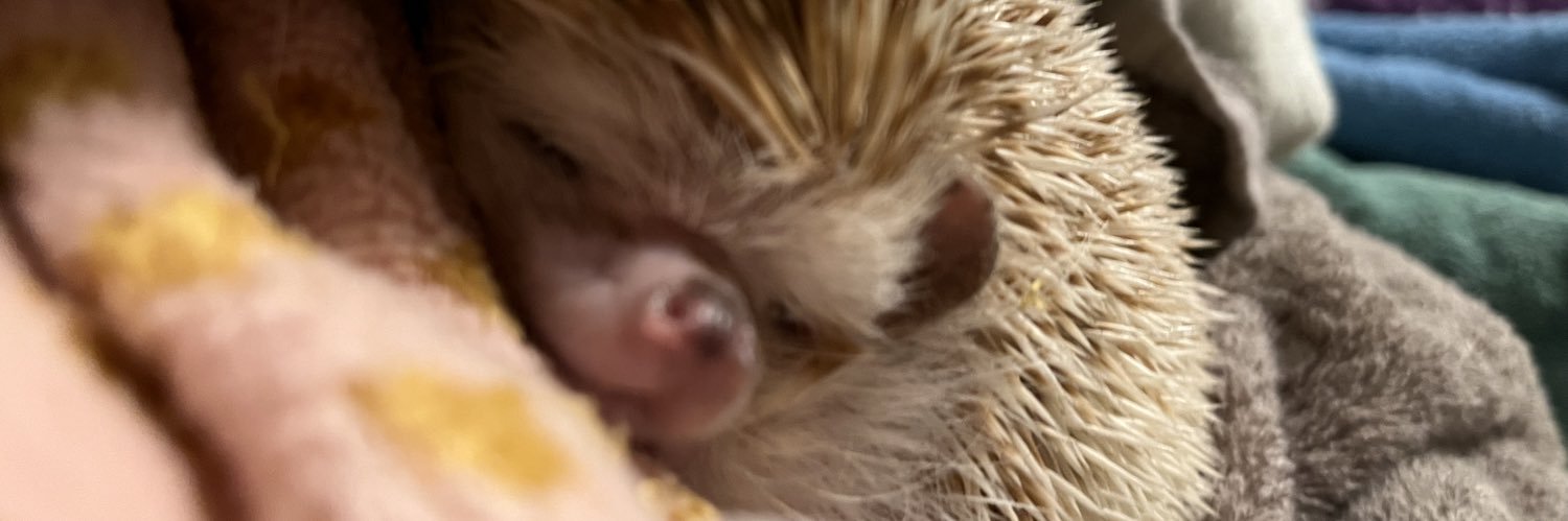 ℤ¡㎃🦔 banner