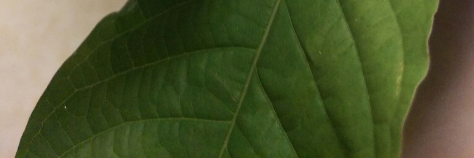 BethLLAdvocate's profile banner image