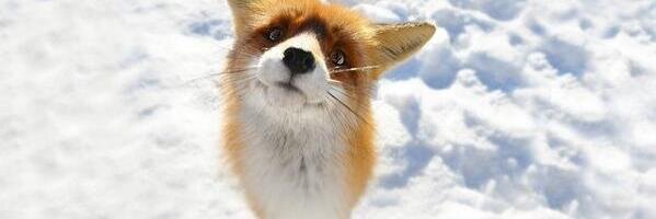 mokyutan's profile banner image