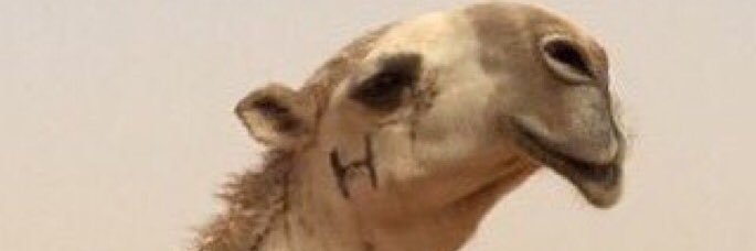 " البدوي " banner