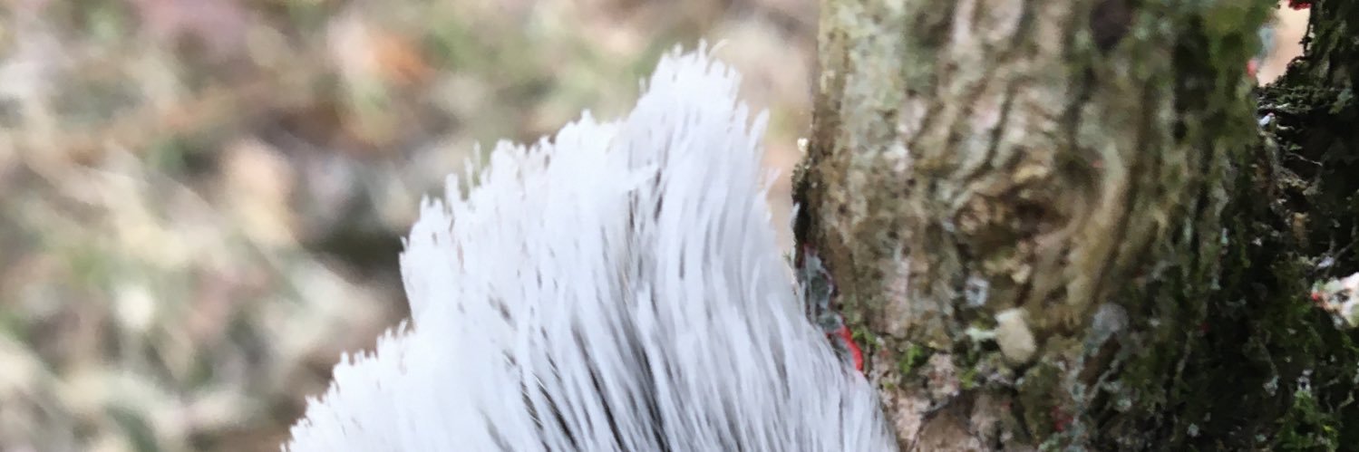 hutchdav's profile banner image