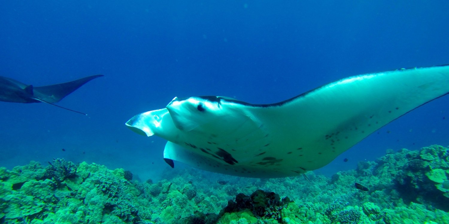 Annemarie Borg FRSA and TTF Ambassador banner