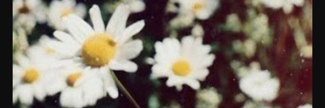 meliketumer's profile banner image