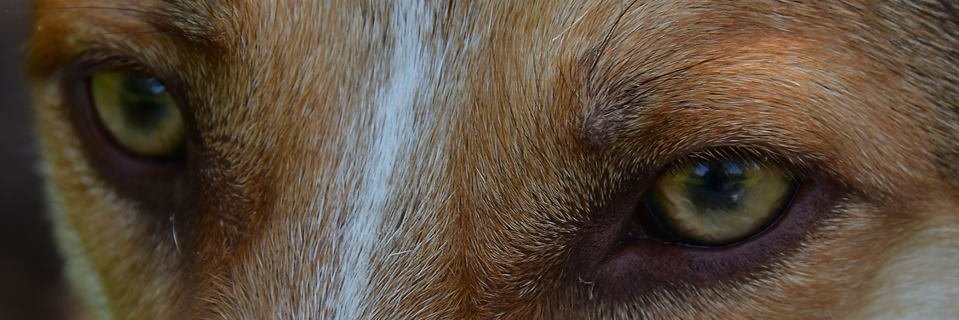 Daniela Troncacci banner