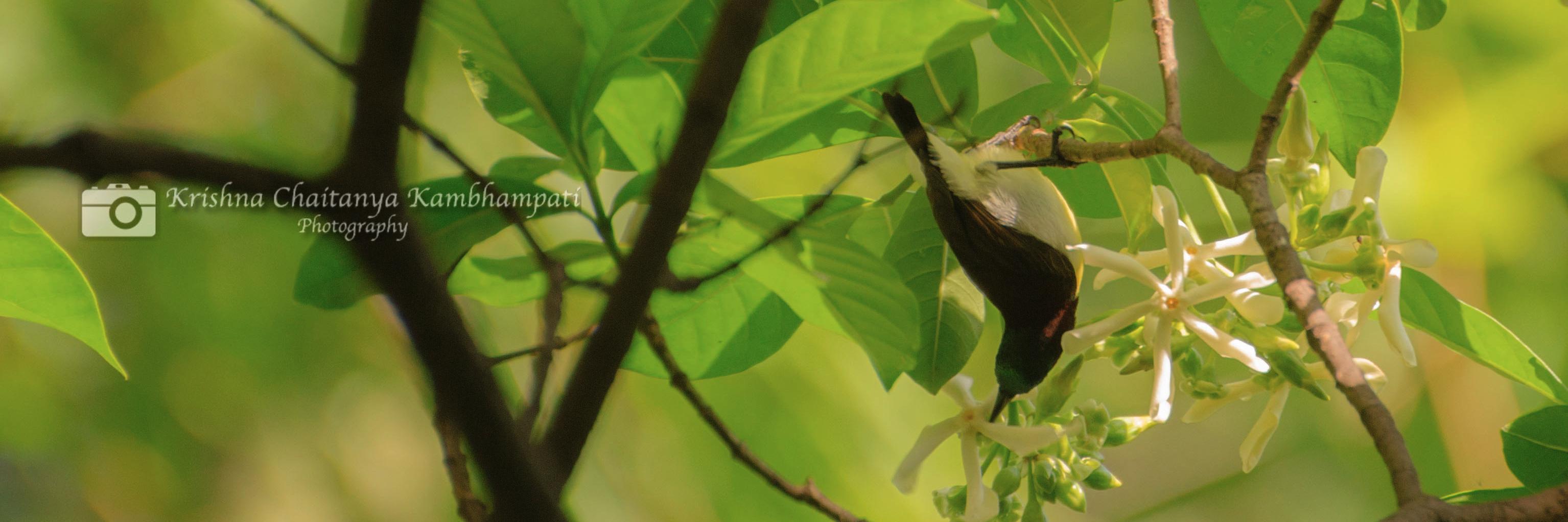 kkchaitu's profile banner image