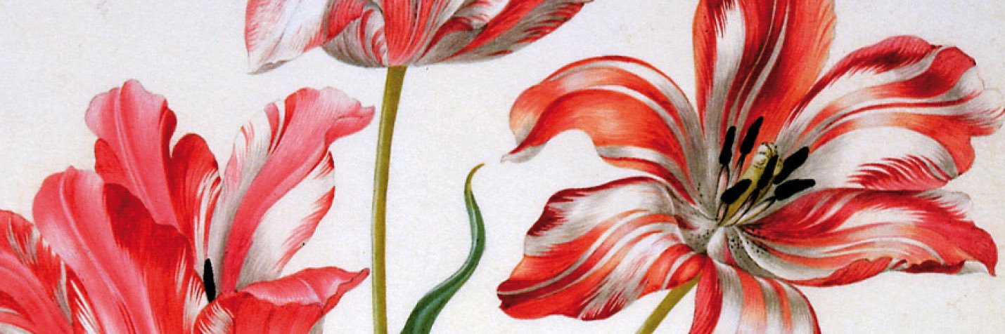Composeher's banner