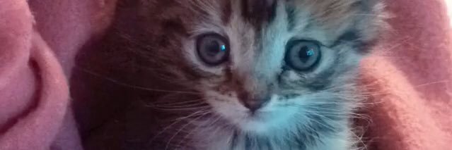 PaulaContrerasB's profile banner image