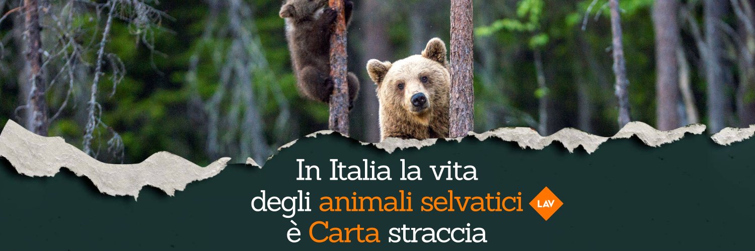 Ilaria Innocenti banner