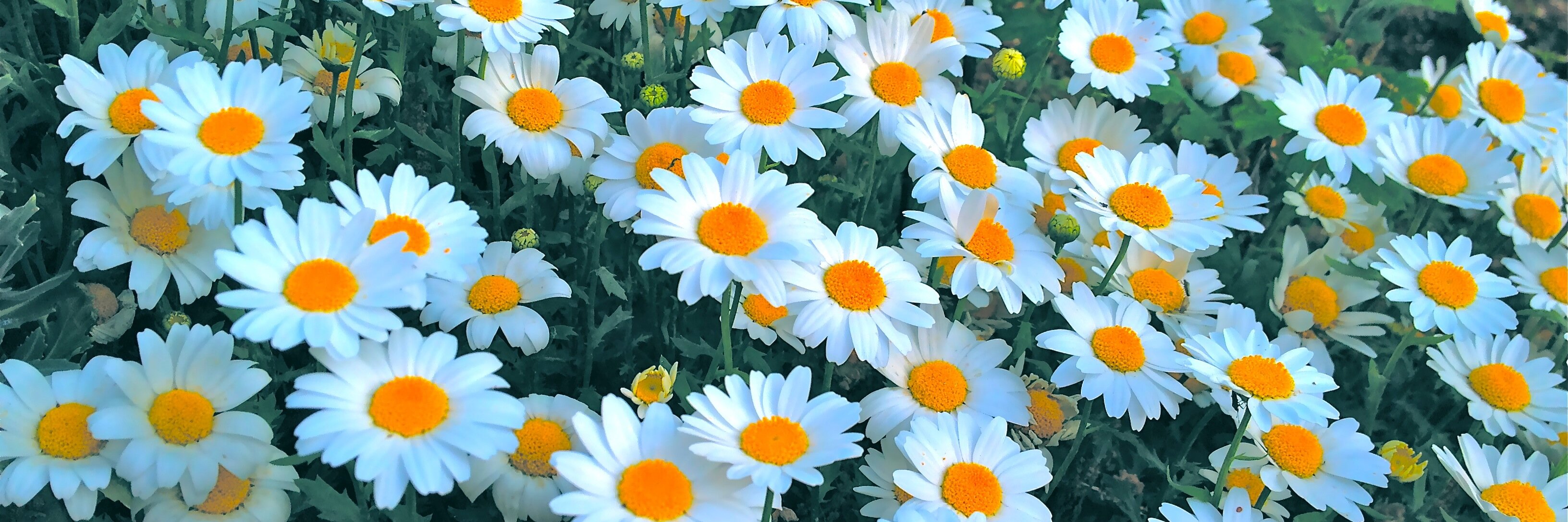 ぽむぽむ banner