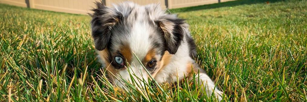 Terry the Kid banner