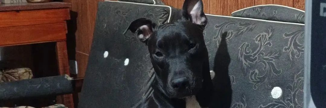 danapereaa's profile banner image
