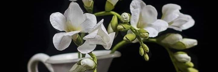 AnaMariaCarGo's profile banner image