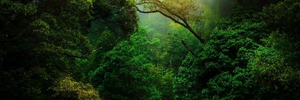 The Emerald Forest 🌳🫛 Profile Banner