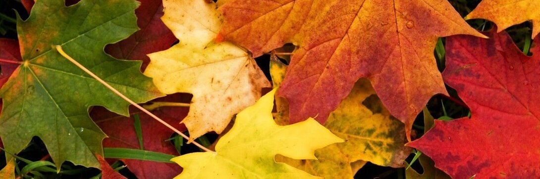 elinestark's profile banner image