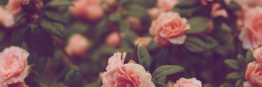 Jessica O'Regan banner