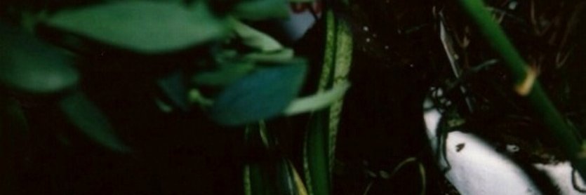 Flávia Neves banner