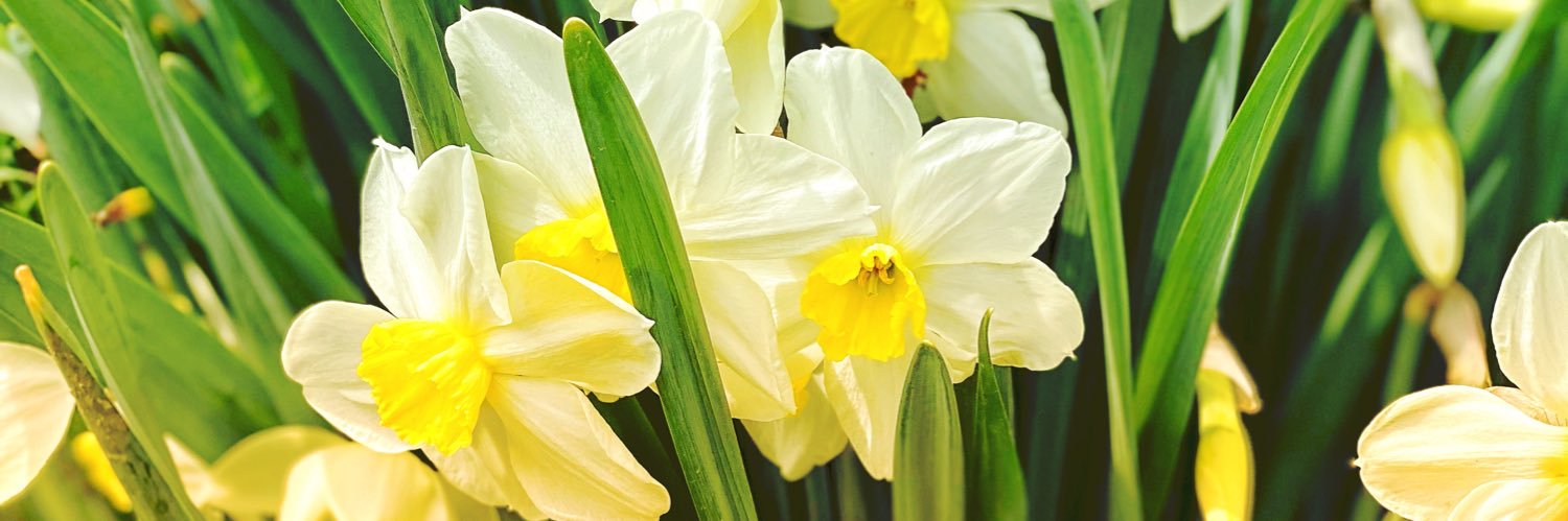 Suvasit's profile banner image