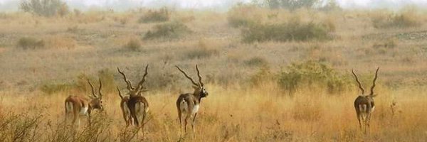 Punjab Wildlife & Parks Department Profile Banner