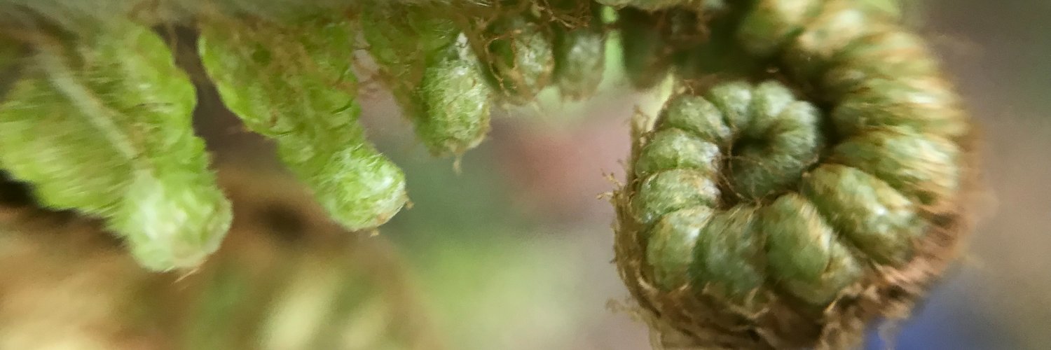 Pepperally's profile banner image