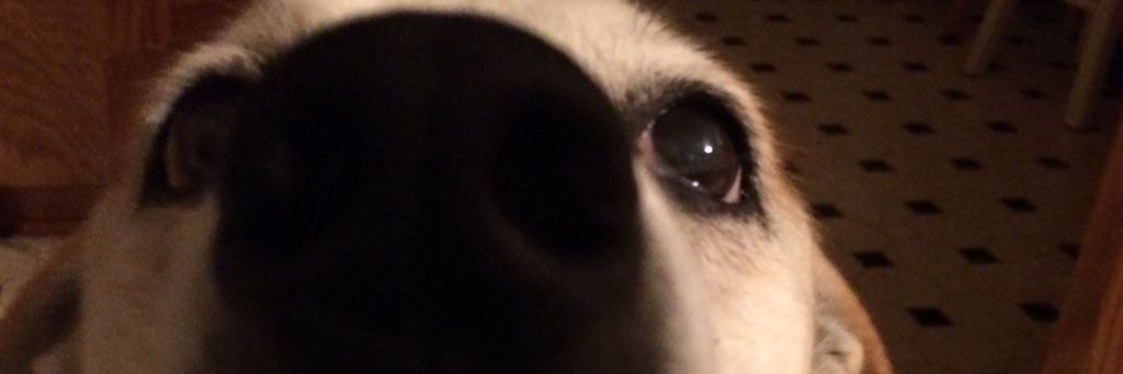 ellenty's profile banner image