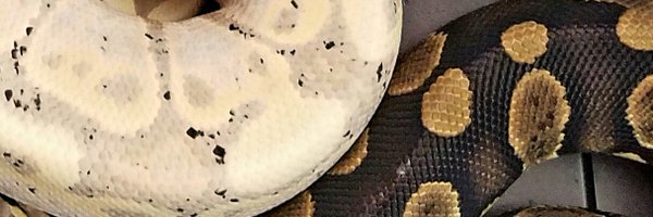 BMG_exotics Profile Banner