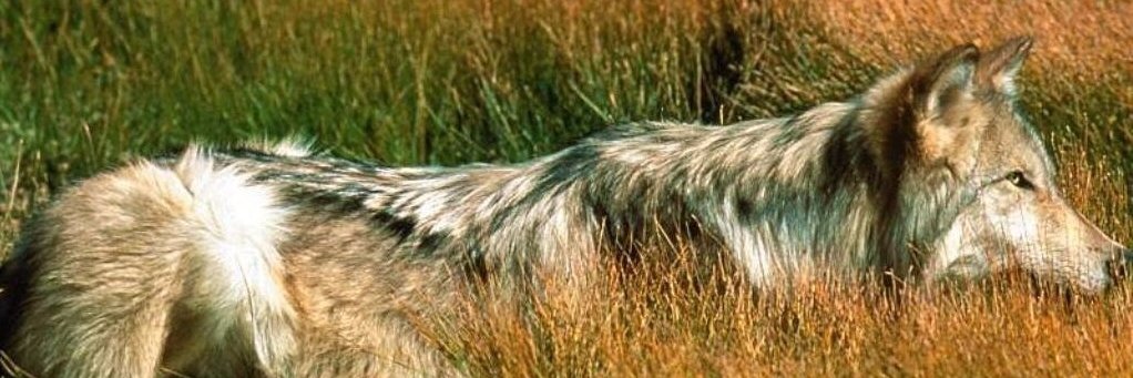 Dmitry Zhirnov banner