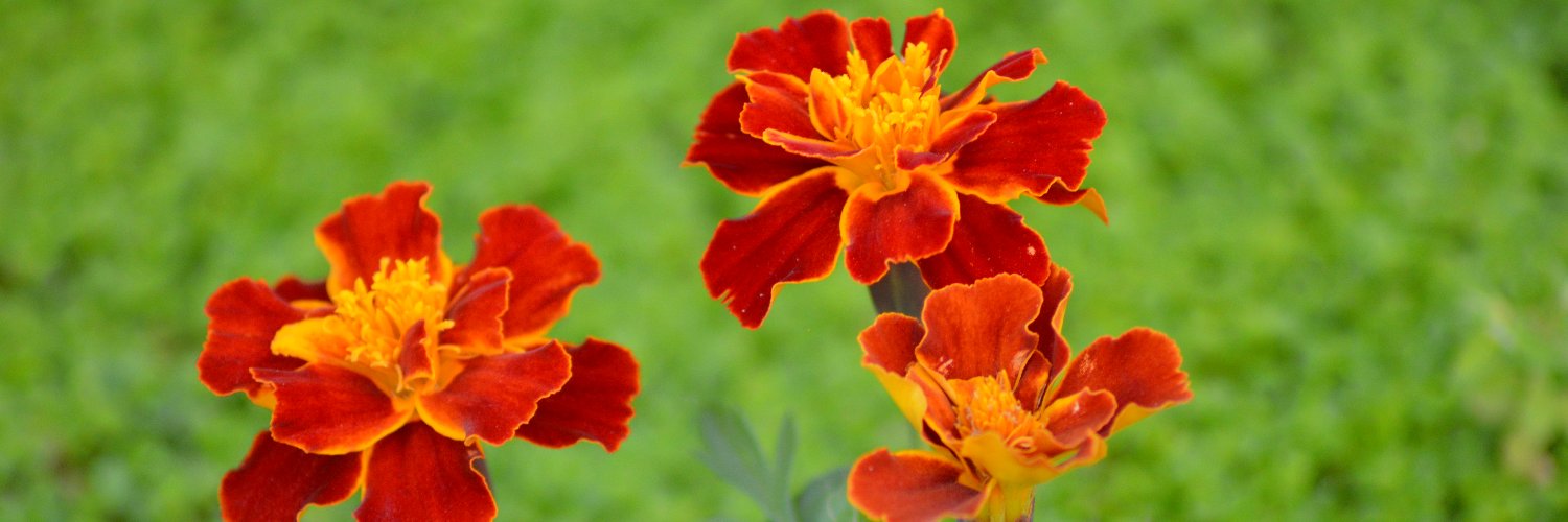 Iván Jairt Guarin M banner