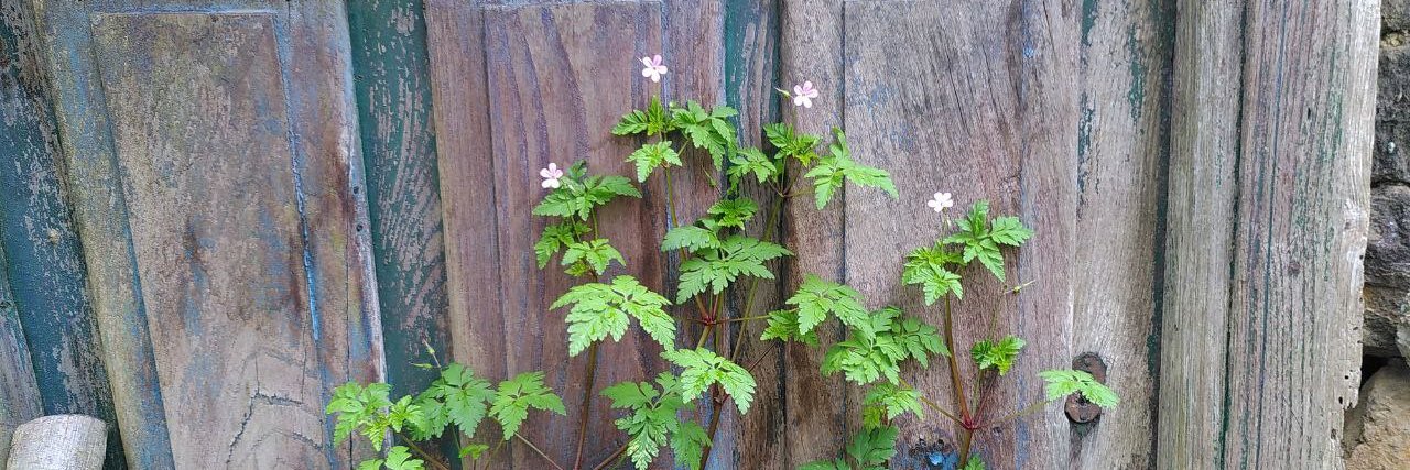 Rodrigo Santamaría efialto@mastodon.online banner