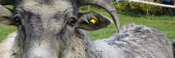 MANNmedGREIP Profile Banner