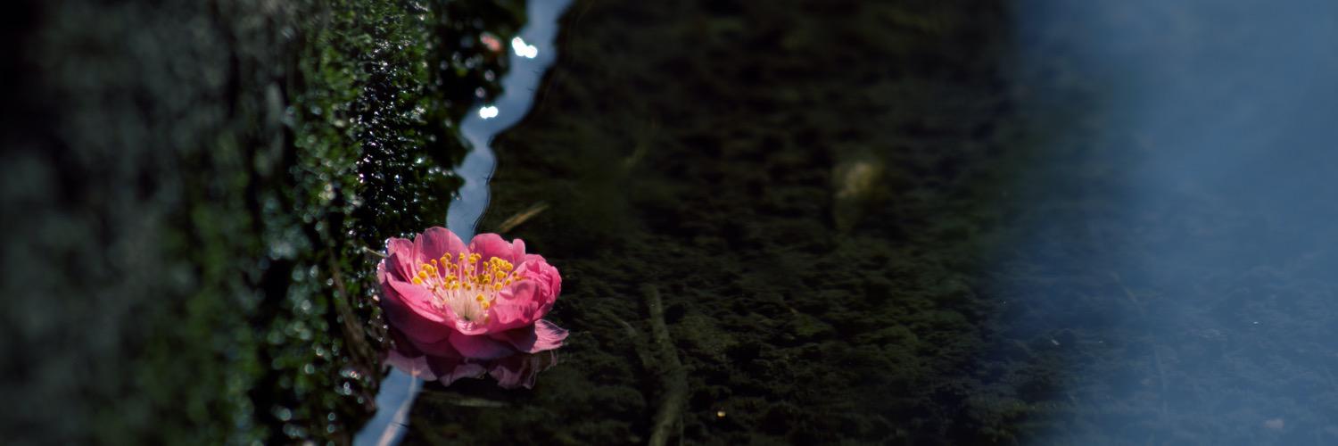 rakutanist's profile banner image