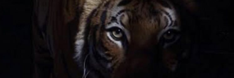gusaguillon's profile banner image
