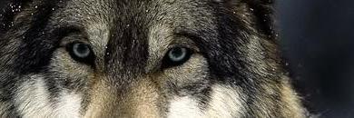 WordsWolf's profile banner image
