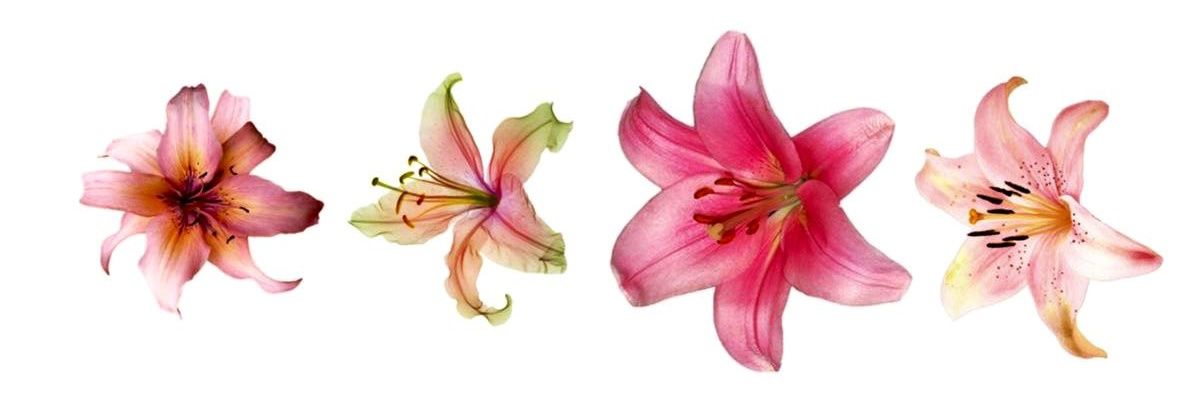 lango_brenda's profile banner image