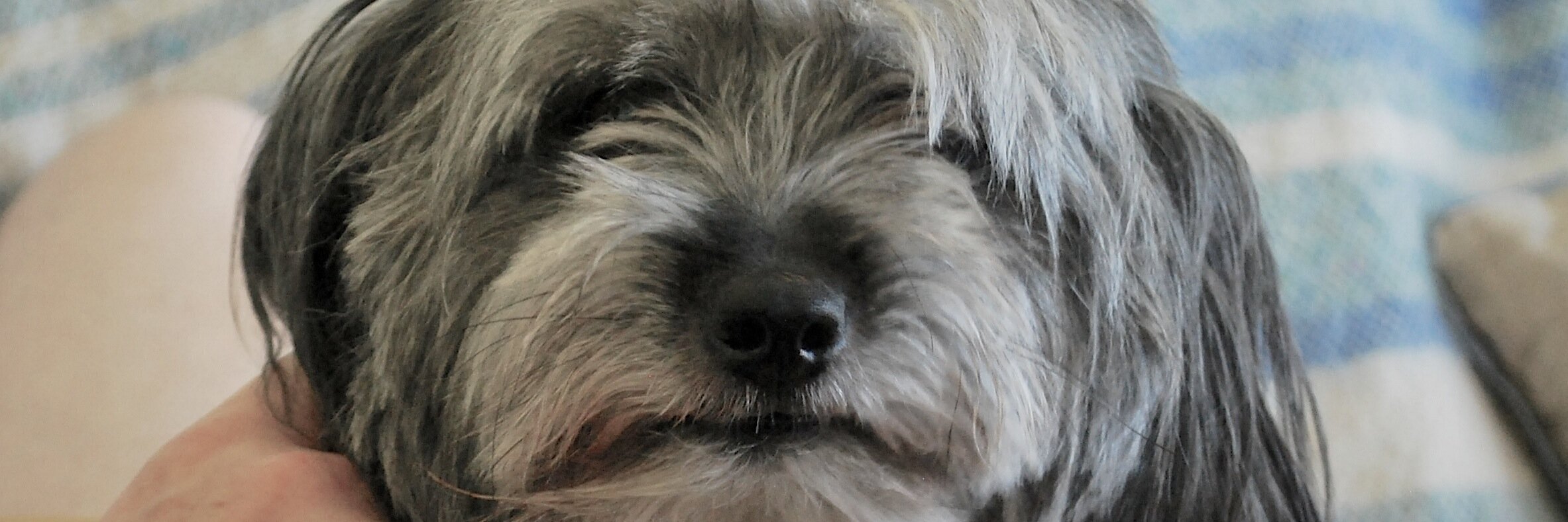 DiplomaticDog's profile banner image