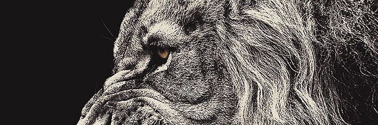 Ceshark's profile banner image