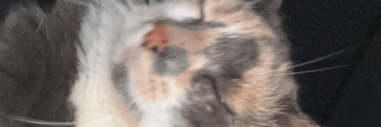evaoruu's profile banner image