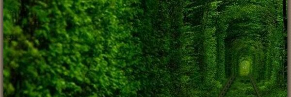 lav Profile Banner
