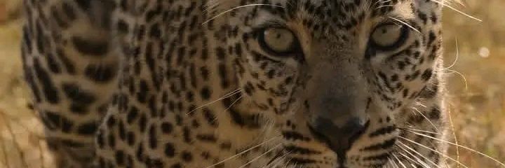 imNJENGA's profile banner image