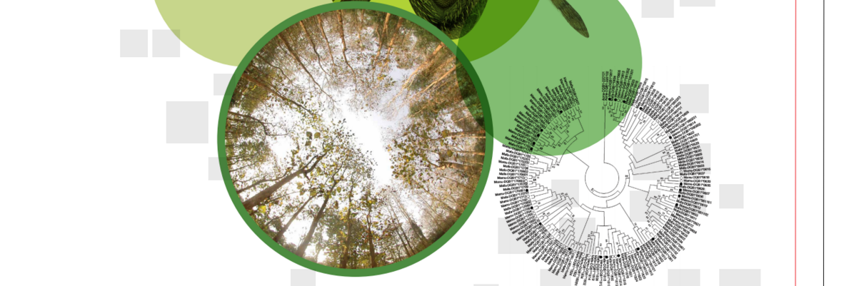 Dryad's banner