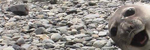 Frank Silvas Cat banner