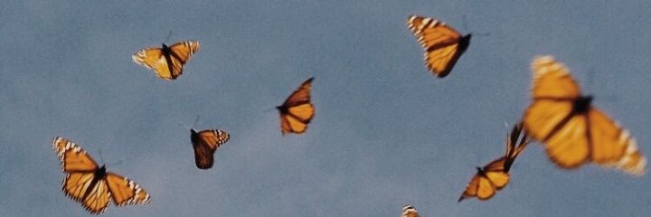 laridiegues's profile banner image