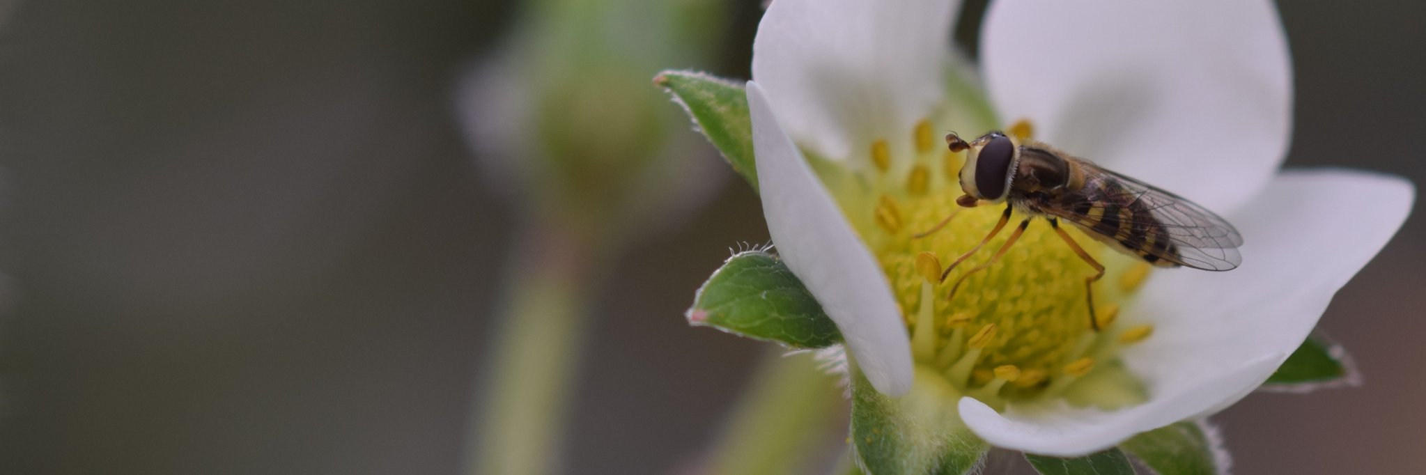 Dylan Hodgkiss banner