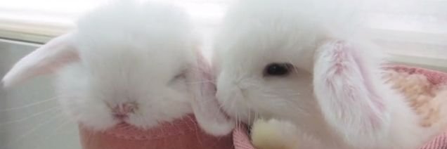 petalpopsie's profile banner image