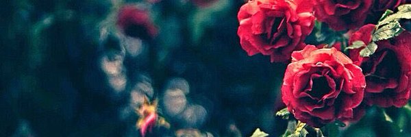 sonjajonsd Profile Banner