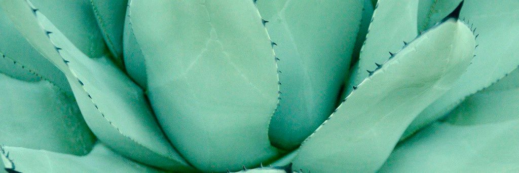 Ana Lucía banner